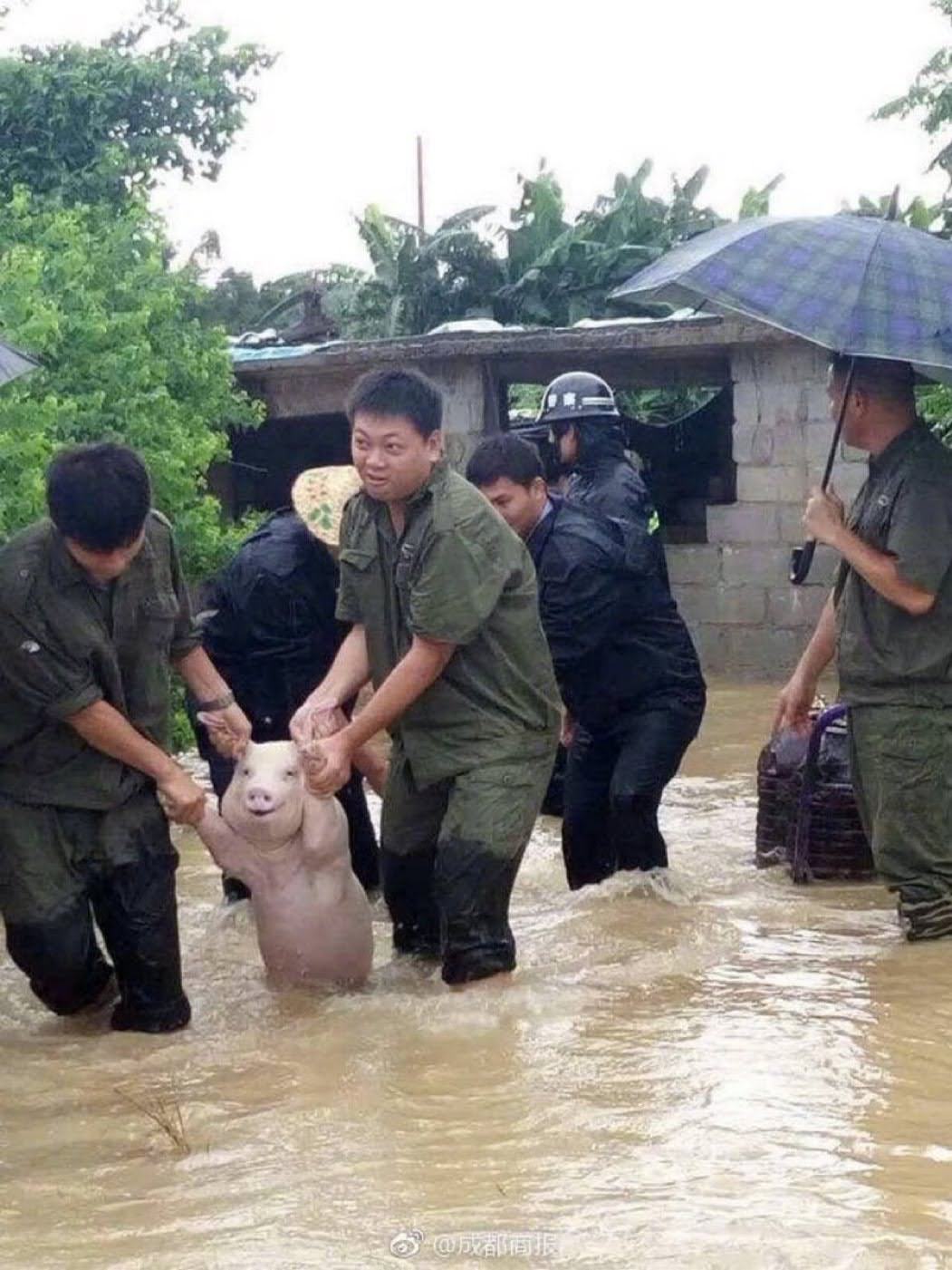 The Pig Was Fine